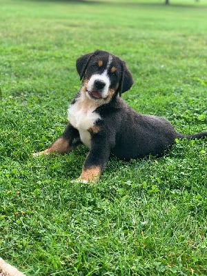 CHIOT 2 - Grand bouvier suisse