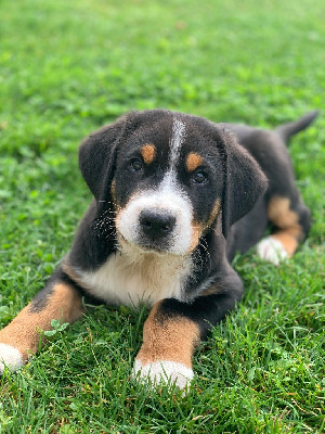 CHIOT 1 - Grand bouvier suisse