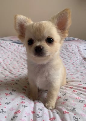 Les chiots de Chihuahua