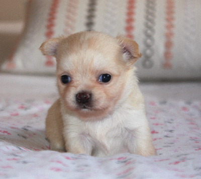 Les chiots de Chihuahua