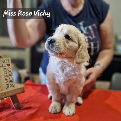 Miss Vichy - Golden Retriever