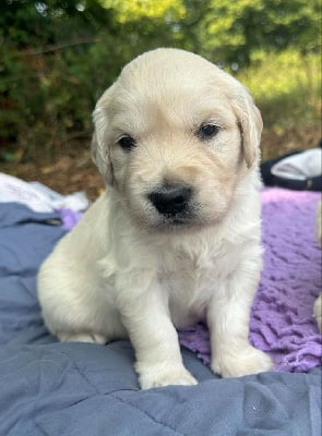 Les chiots de Golden Retriever