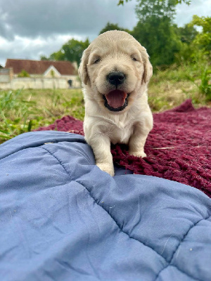 Les chiots de Golden Retriever