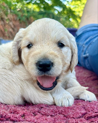 Les chiots de Golden Retriever