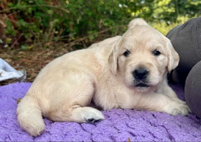 Les chiots de Golden Retriever