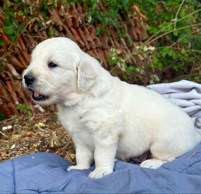 Les chiots de Golden Retriever