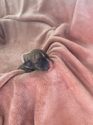 Les chiots de Whippet