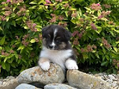 Les chiots de Berger Australien