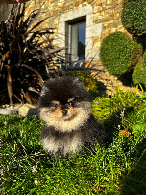 Les chiots de Spitz allemand