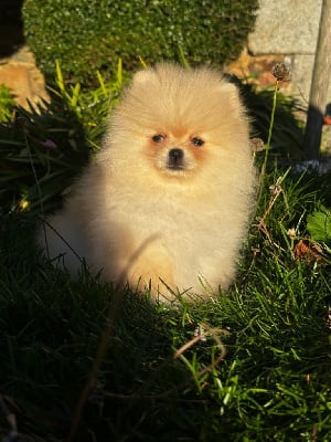 Les chiots de Spitz allemand