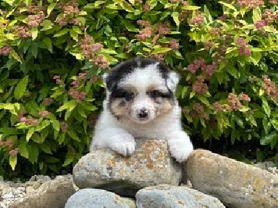 Les chiots de Berger Australien