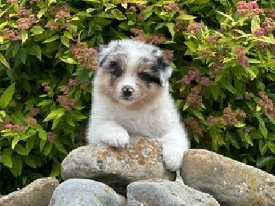 Les chiots de Berger Australien