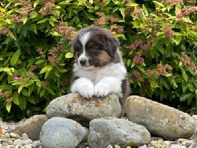 Les chiots de Berger Australien