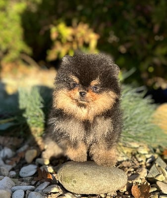 Les chiots de Spitz allemand