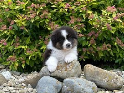 Les chiots de Berger Australien