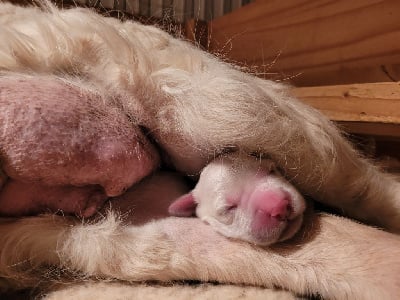 Les chiots de Golden Retriever