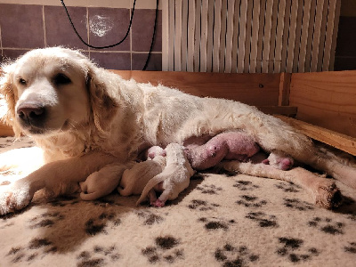 Les chiots de Golden Retriever