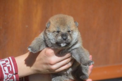 Les chiots de Shiba