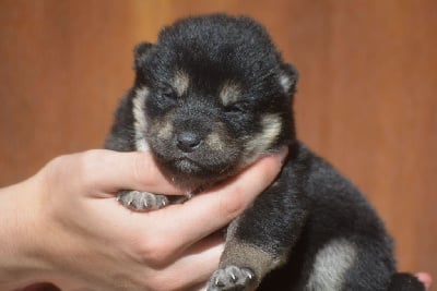 Les chiots de Shiba