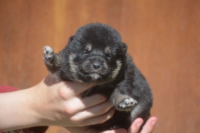 Les chiots de Shiba