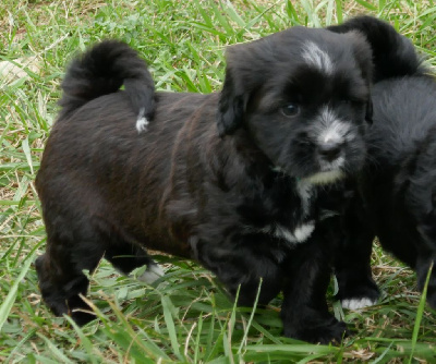 Les chiots de Terrier Tibetain