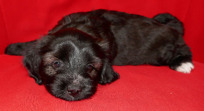 Les chiots de Terrier Tibetain