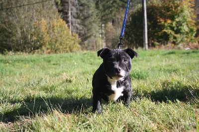 Les chiots de Staffordshire Bull Terrier