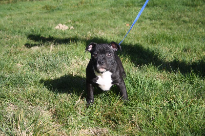 Les chiots de Staffordshire Bull Terrier