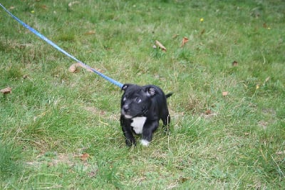 Les chiots de Staffordshire Bull Terrier