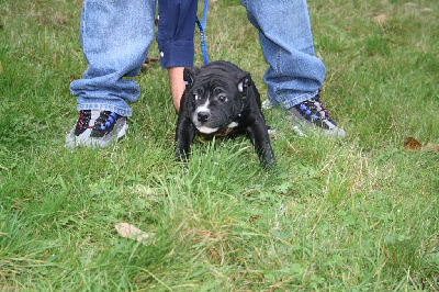 Vulcano - Staffordshire Bull Terrier