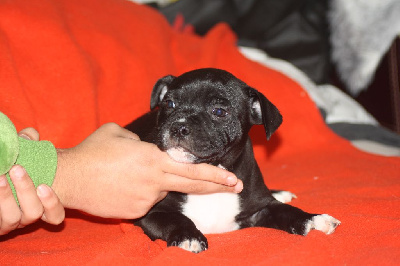 Les chiots de Staffordshire Bull Terrier