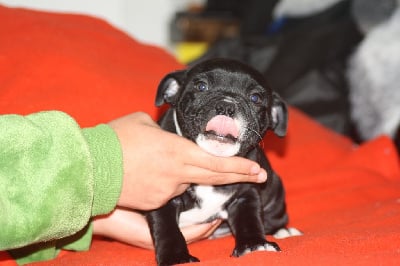 Les chiots de Staffordshire Bull Terrier