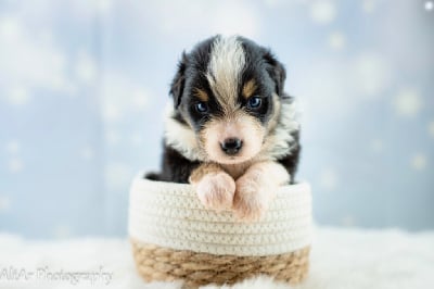 Les chiots de Berger Américain Miniature 