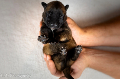 Les chiots de Berger Belge