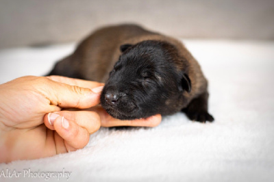 Les chiots de Berger Belge