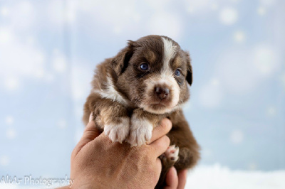 Les chiots de Berger Américain Miniature 