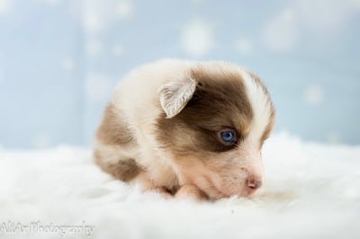 Les chiots de Berger Américain Miniature 