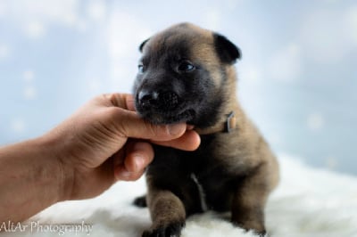 CHIOT collier marron - Berger Belge