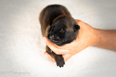 Les chiots de Berger Belge