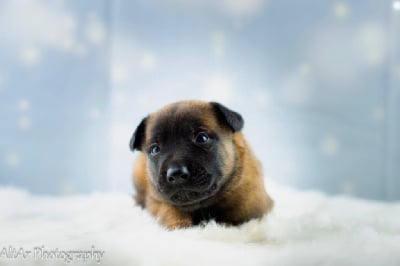 CHIOT collier rouge - Berger Belge