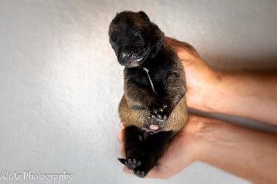 Les chiots de Berger Belge