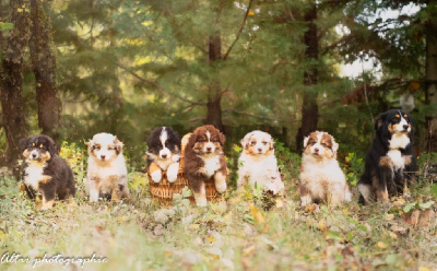 Les chiots de Berger Américain Miniature 