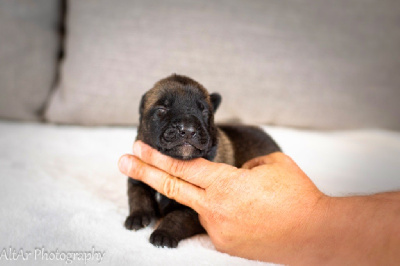 Les chiots de Berger Belge