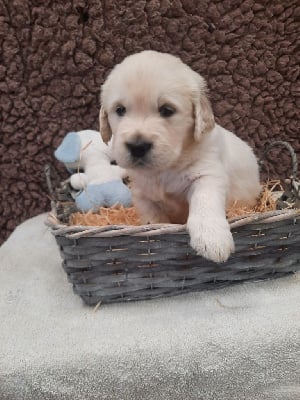 Les chiots de Golden Retriever