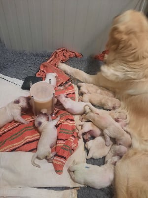 Les chiots de Golden Retriever