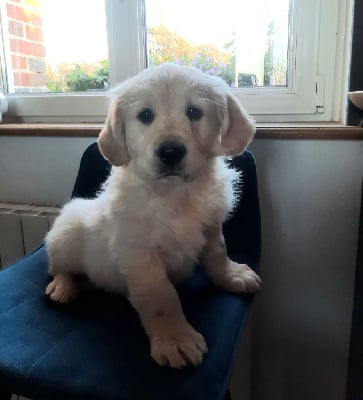 Les chiots de Golden Retriever