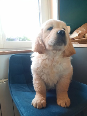 Les chiots de Golden Retriever