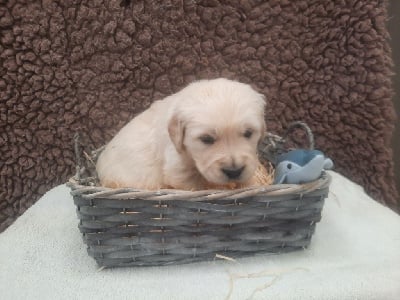 Les chiots de Golden Retriever