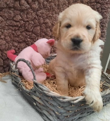 Les chiots de Golden Retriever