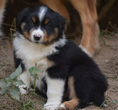 Les chiots de Berger Américain Miniature 